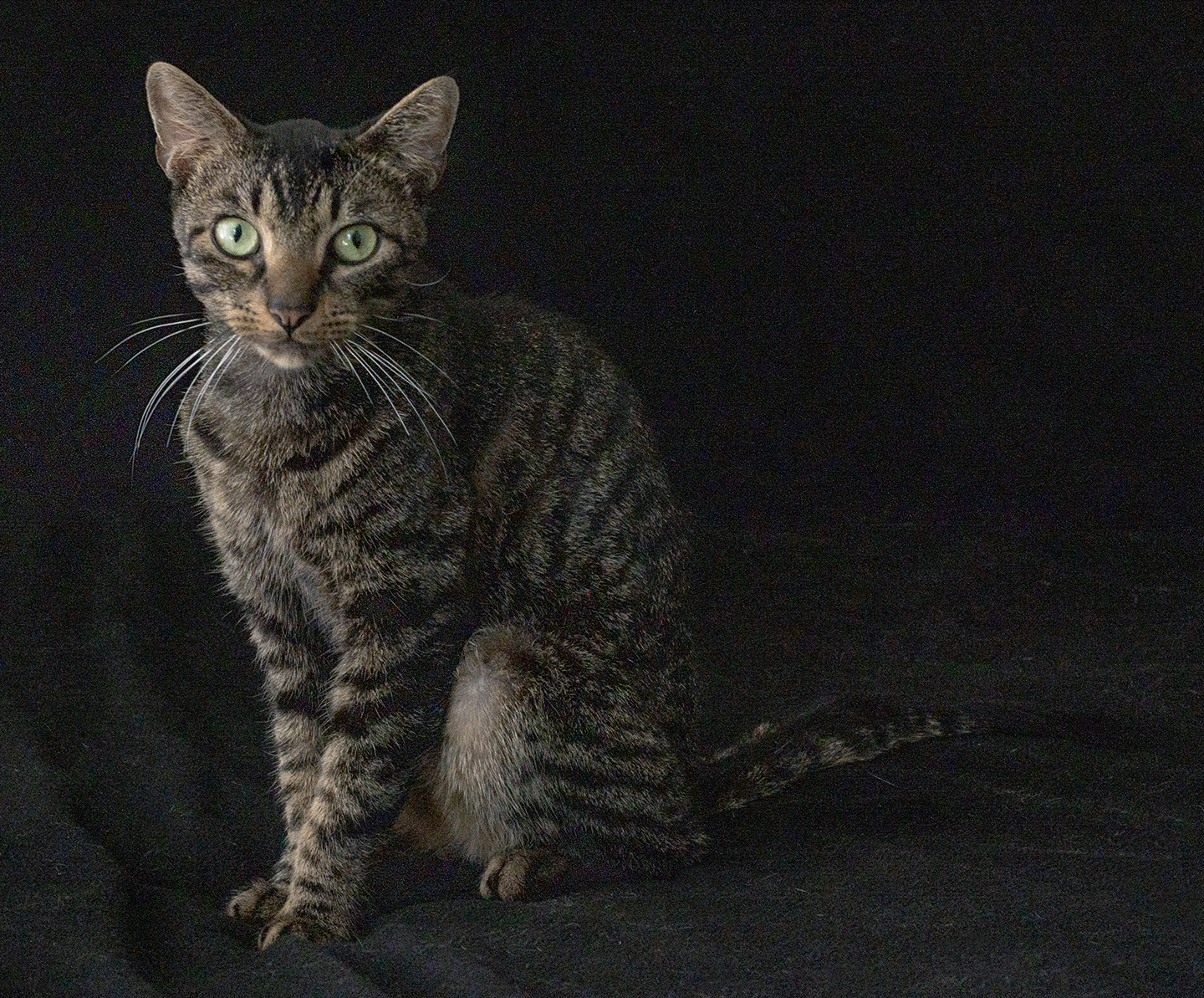 Top Cat Sanctuary